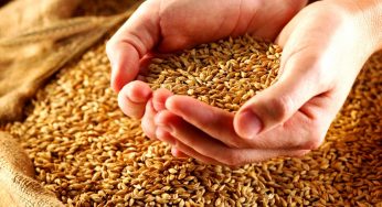Come aiutano i cereali integrali nella dieta