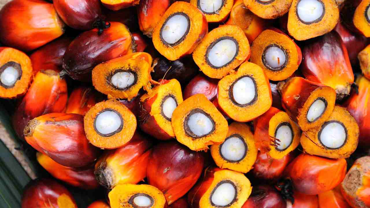 Semi olio palma 12-08-2022 dimagrire